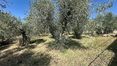 Rolling Hills Italy -