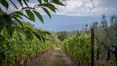 Rolling Hills Italy - Beautiful property in Chianti with vineyard and olive grove.